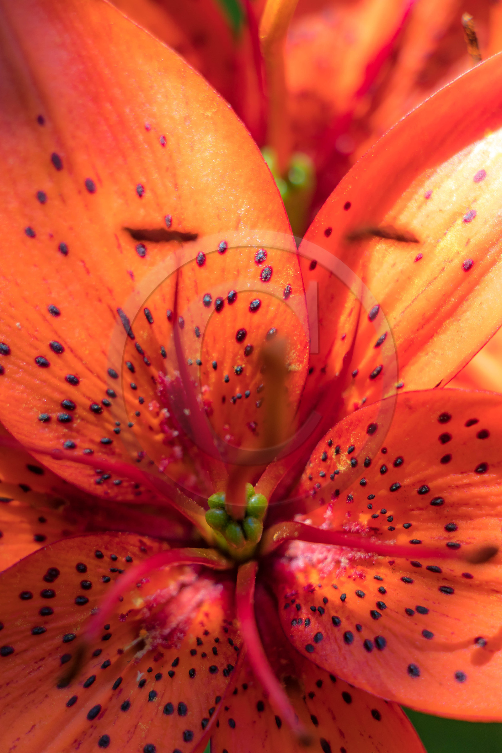 Jardin des Cinq Sens