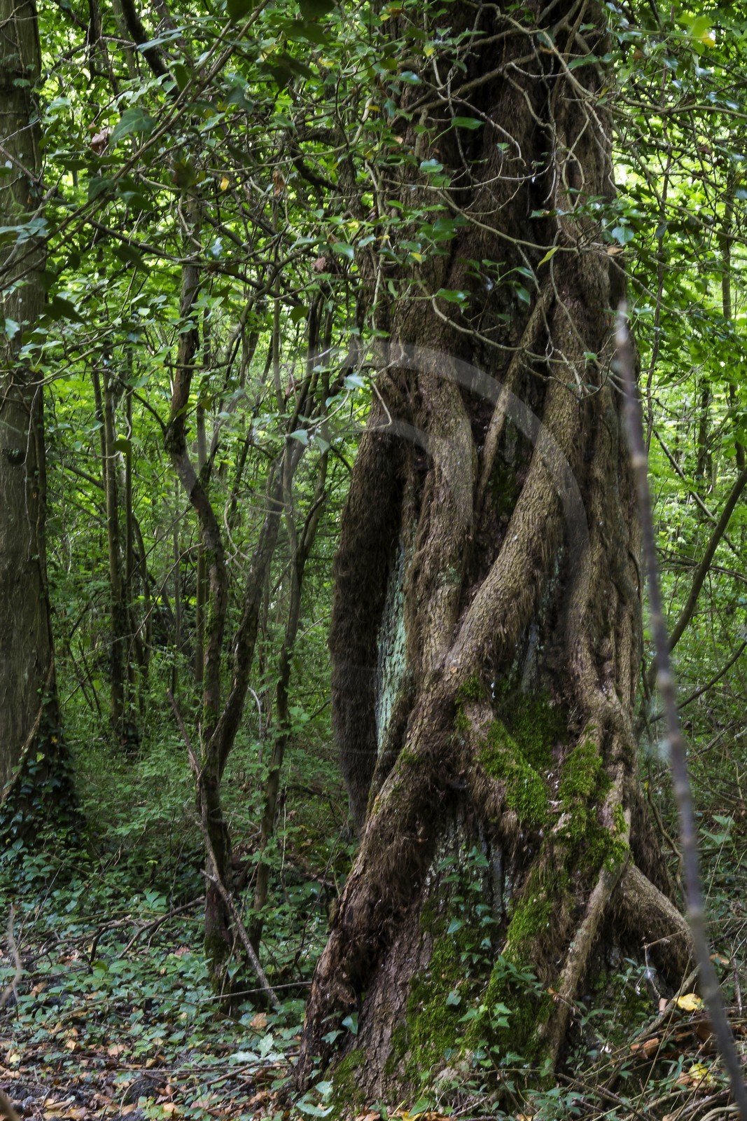 ENS de l'Isère, bois de la Bâtie