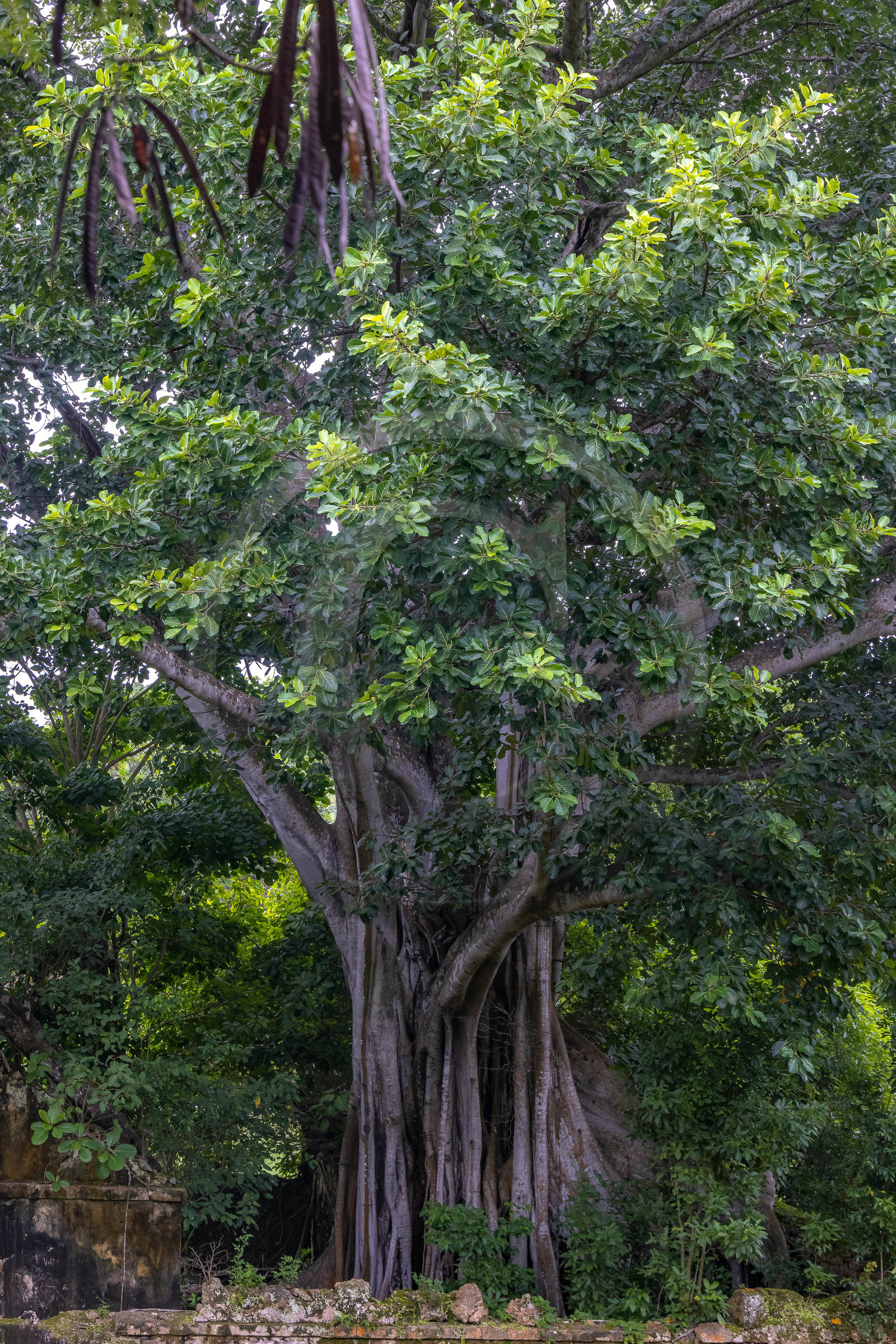 Guadeloupe, ancienne prison et le Figuier Maudit