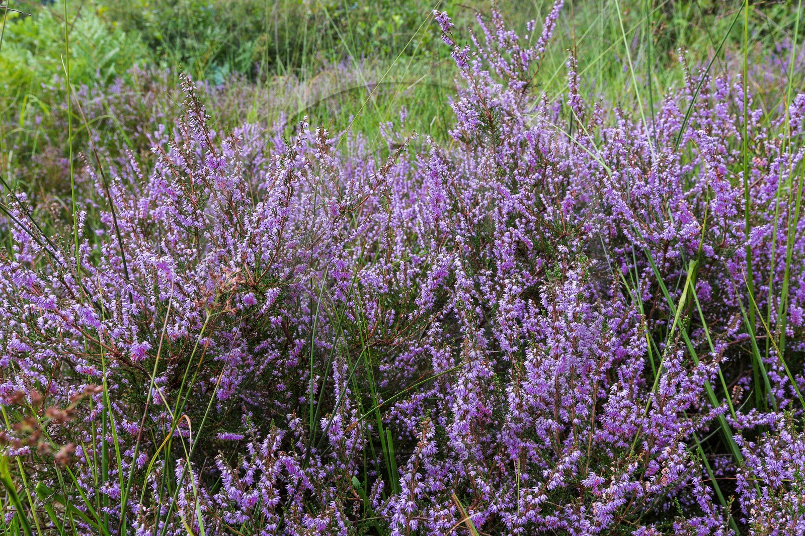 ENS de l'Isère, Tourbière des Planchettes