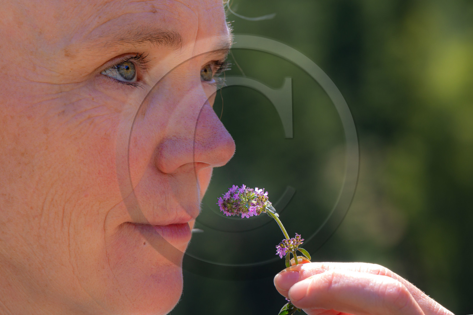 Les cueillettes du Lauzet