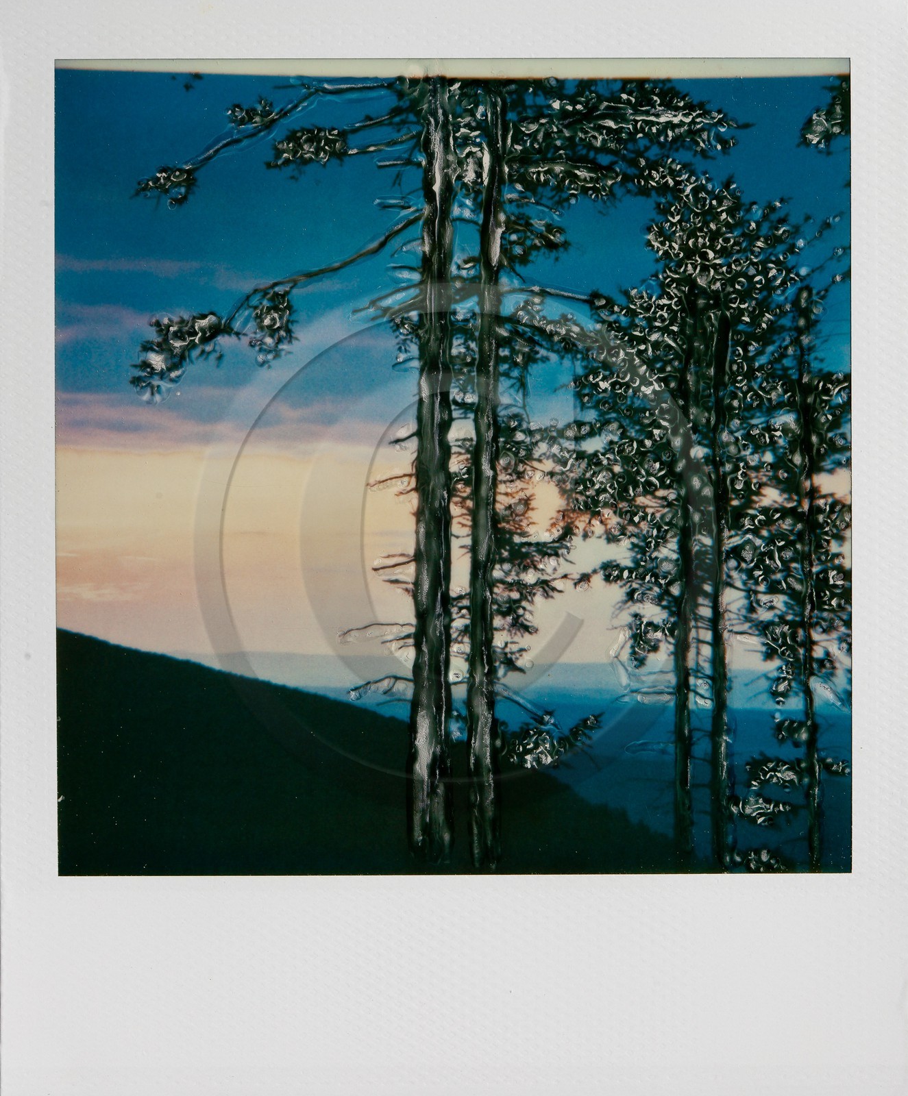 Exposition Arbres et petites forêts, éloge de la biodiversité