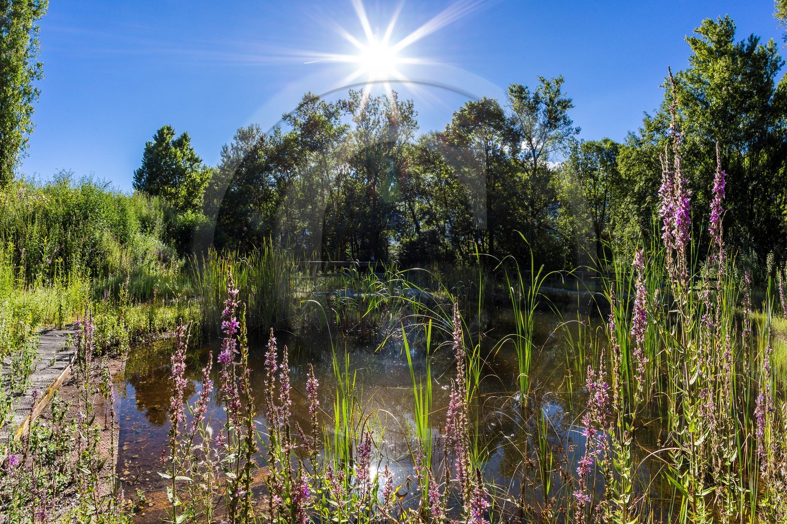 ENS de l'Isère, espace alluvial de la Rolande