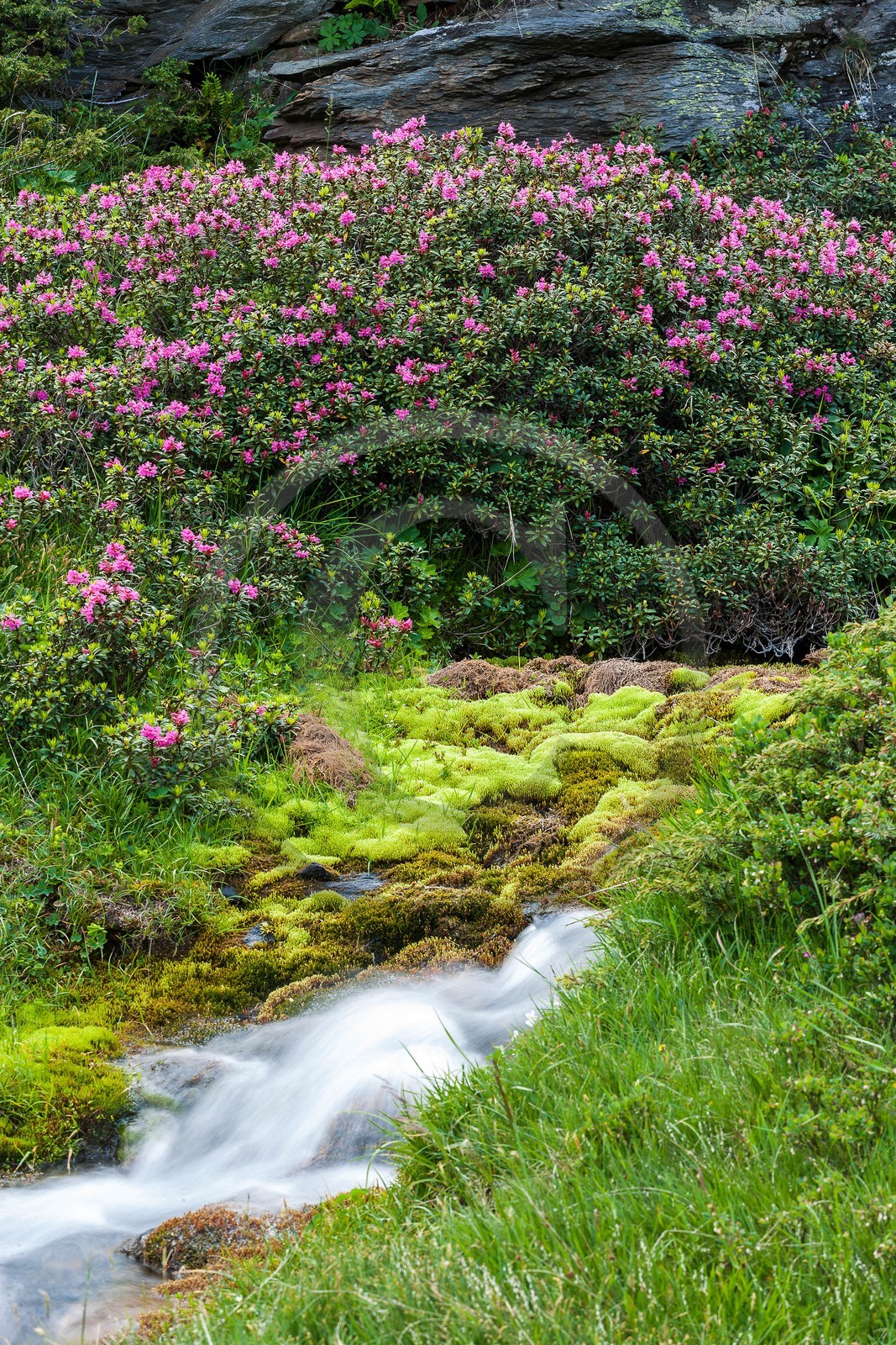 Rhododendrons