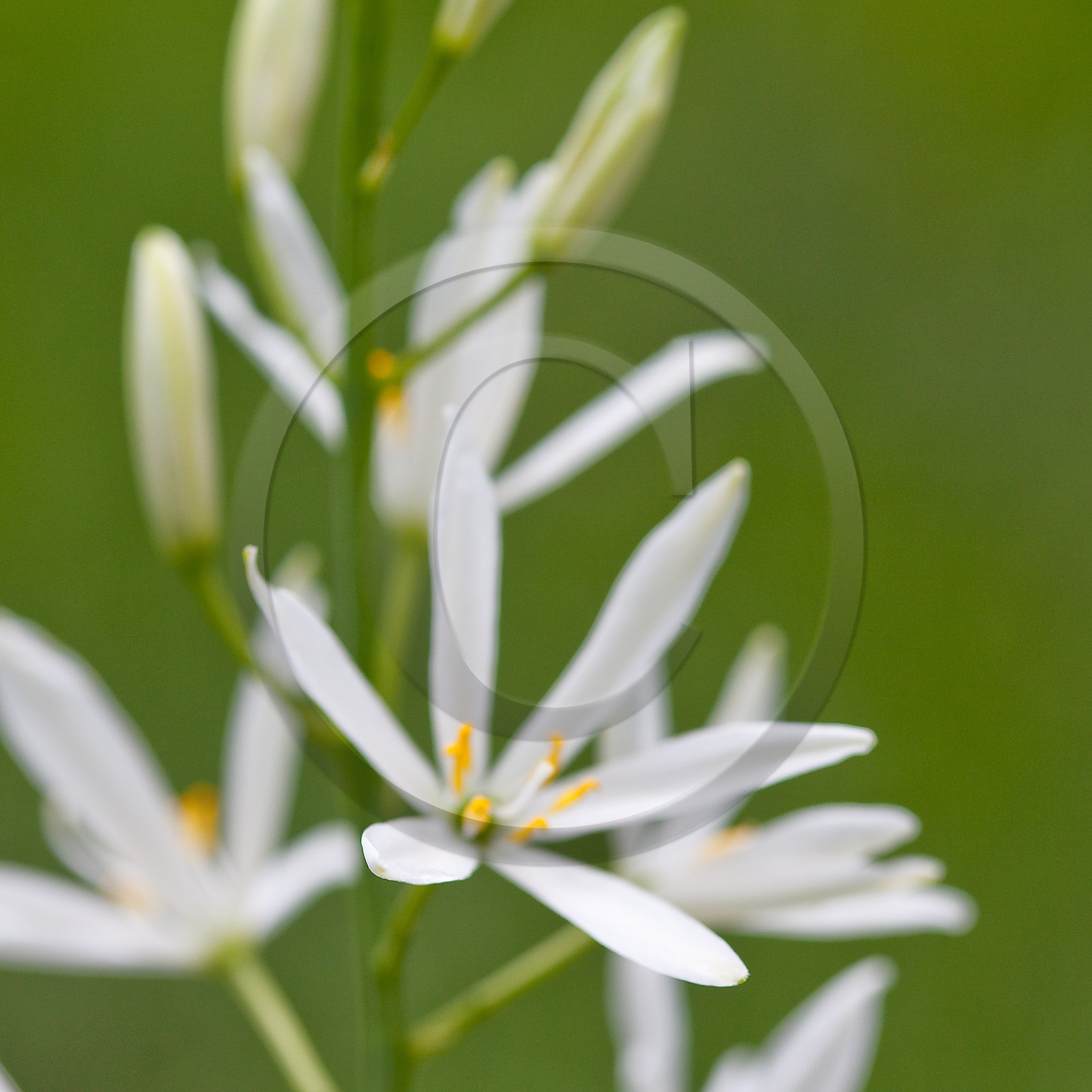 Phalangère à fleurs de Lis, Anthericum liliago