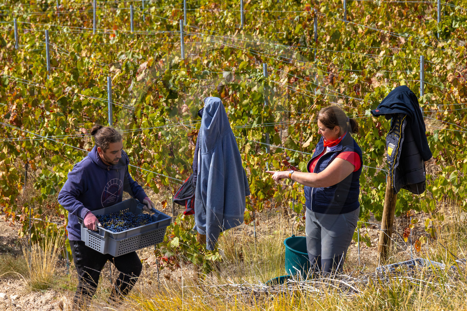 Domaine du Mont Guillaume