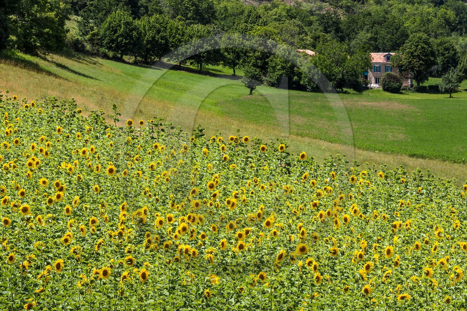vallée des Duyes, Thoard
