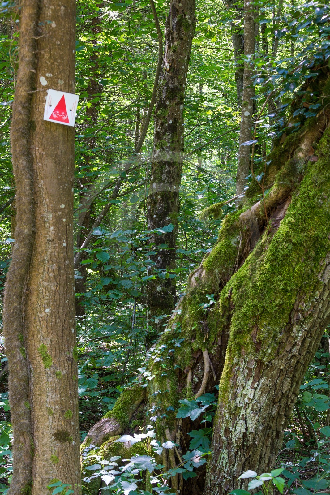 ENS de l'Isère, Vieille morte de Bourg d'Oisans