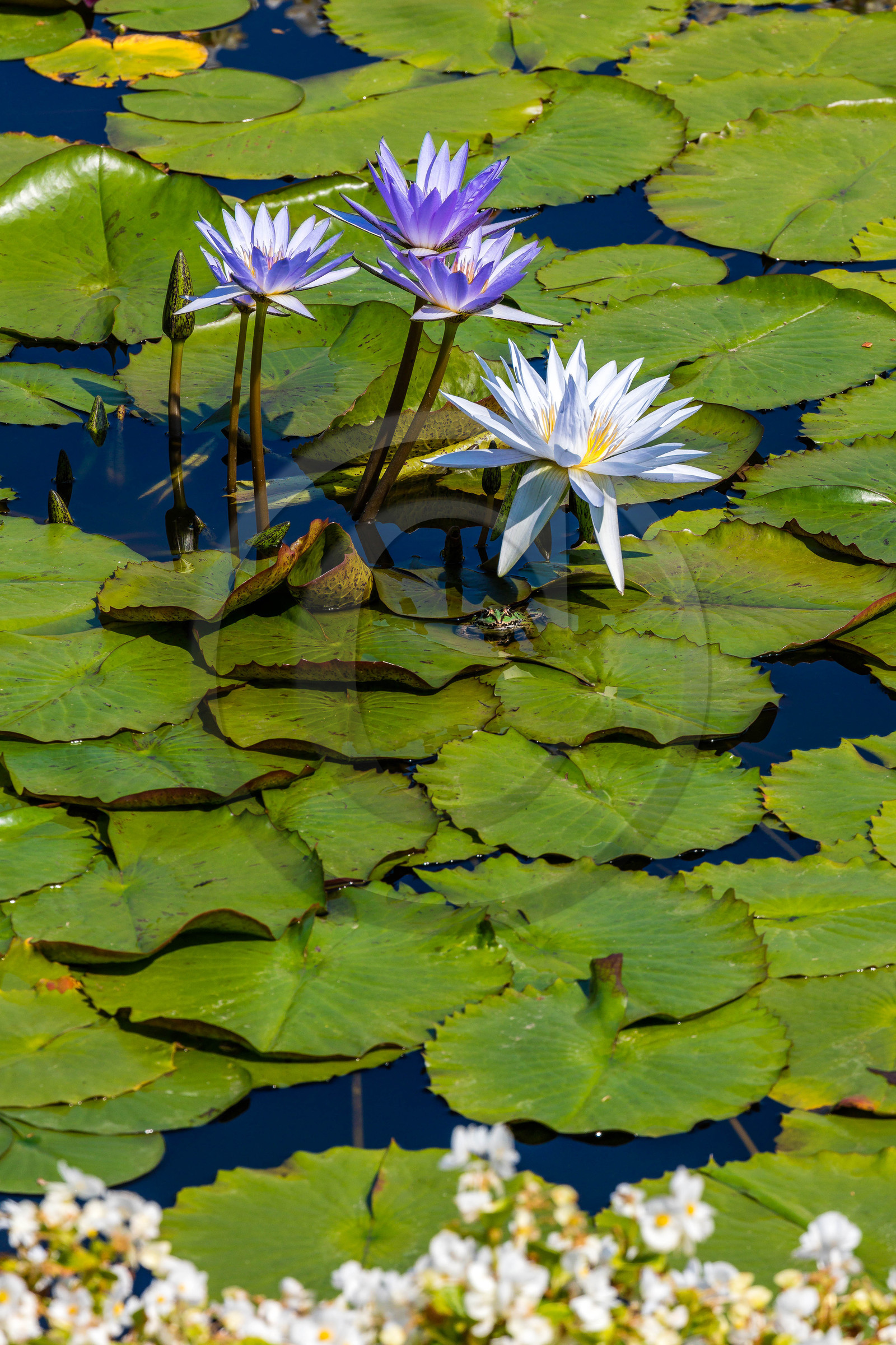 Lac Majeur, Isola Bella, nénuphar, nymphea
