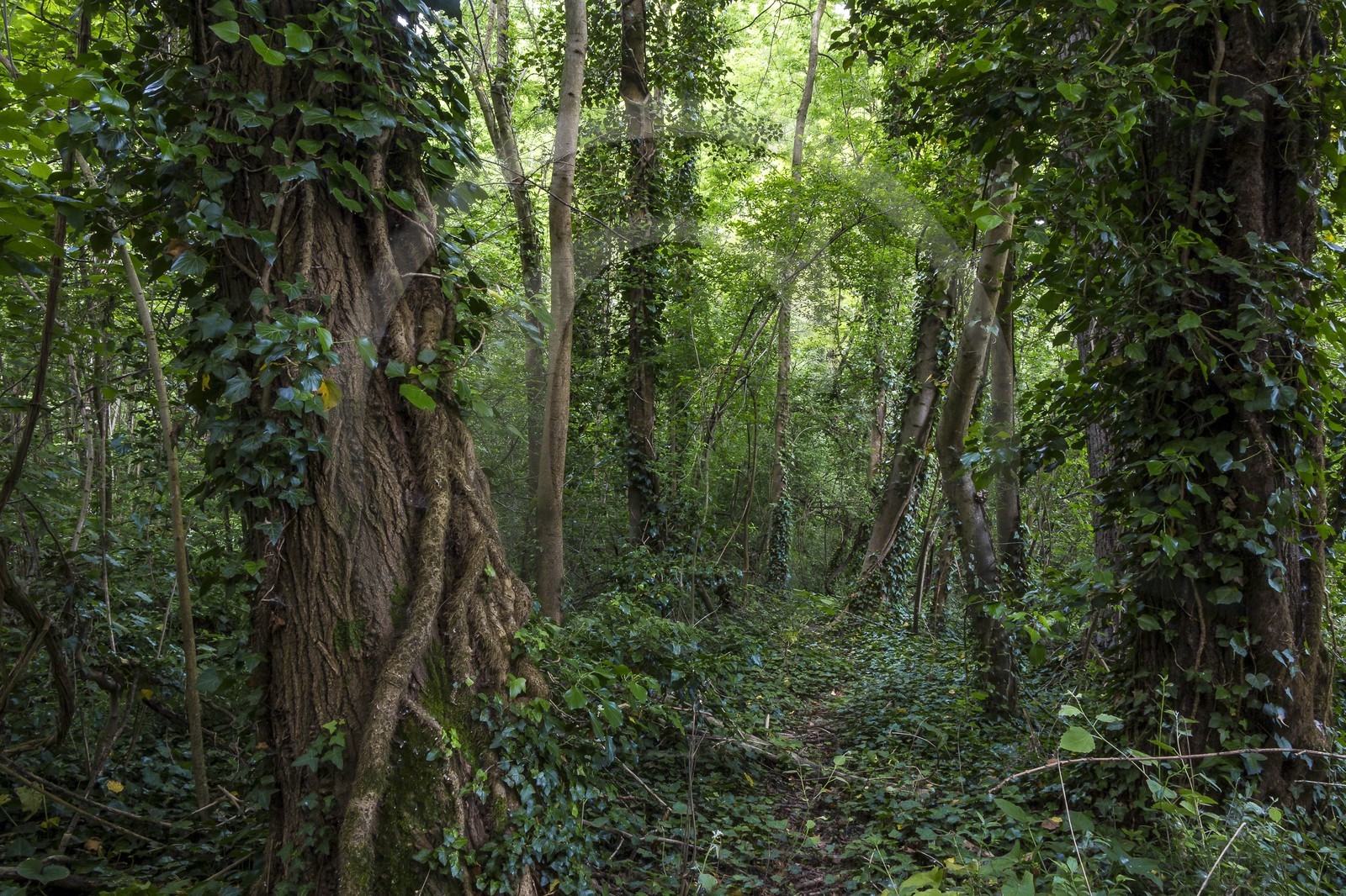 ENS de l'Isère, bois de la Bâtie