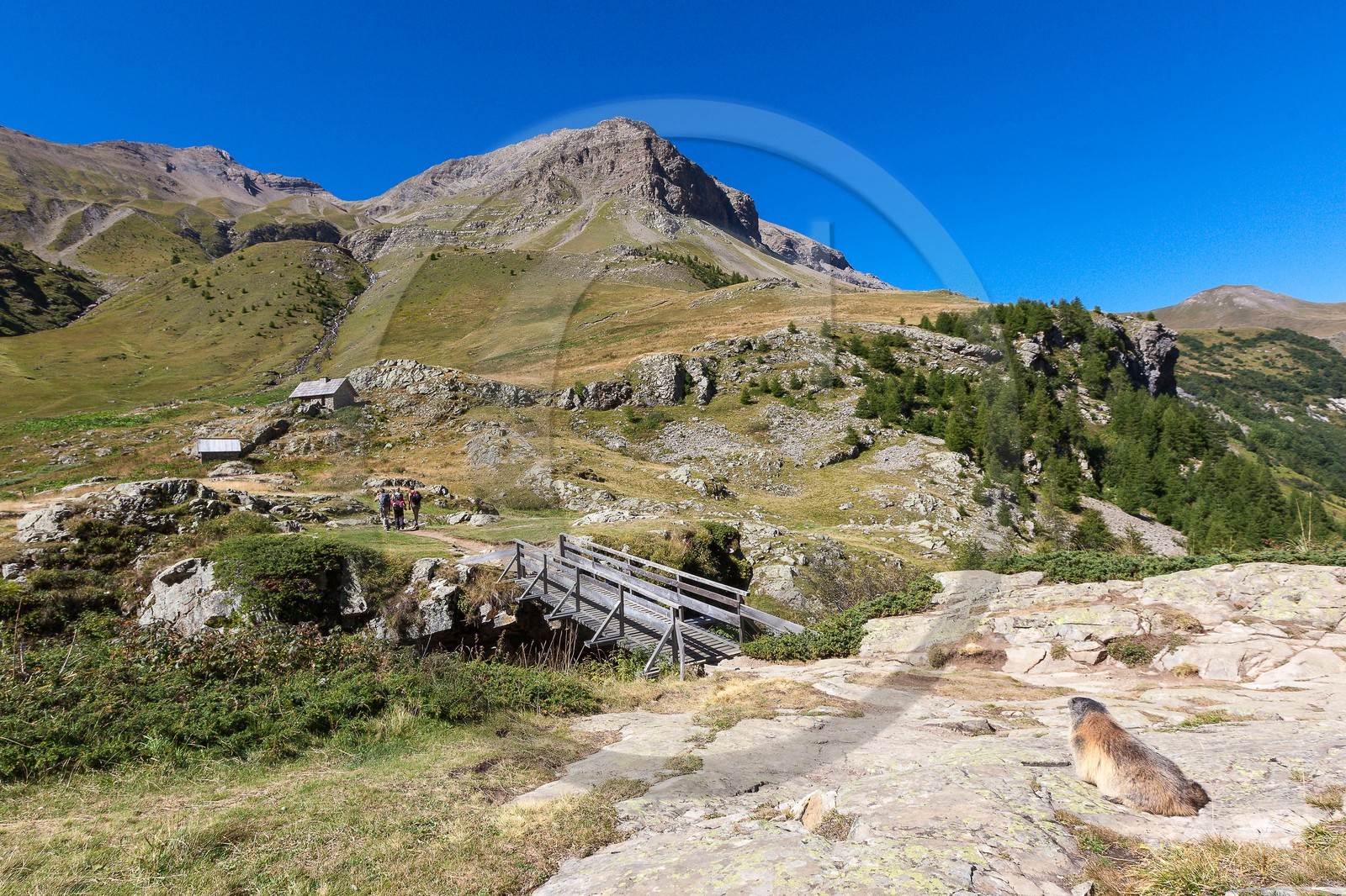 Randonnée vers le Saut du Laire, marmotte