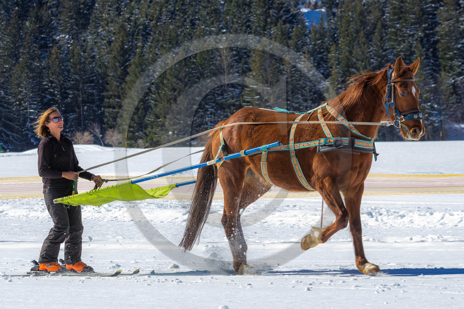 Ranch of Ancolie, Véronique Lefèvre., ski-joëring