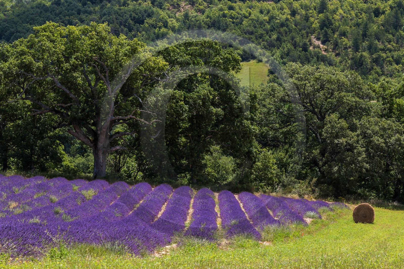 vallée des Duyes, Thoard
