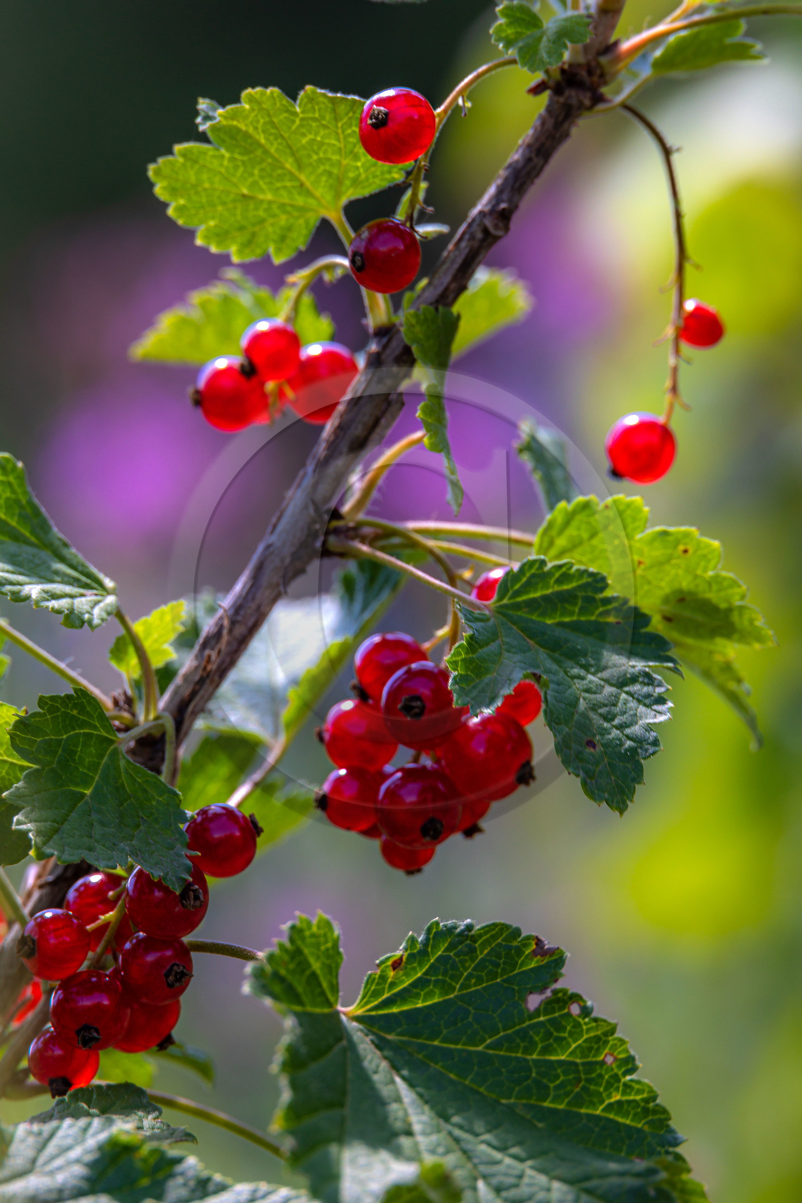 Les cueillettes du Lauzet