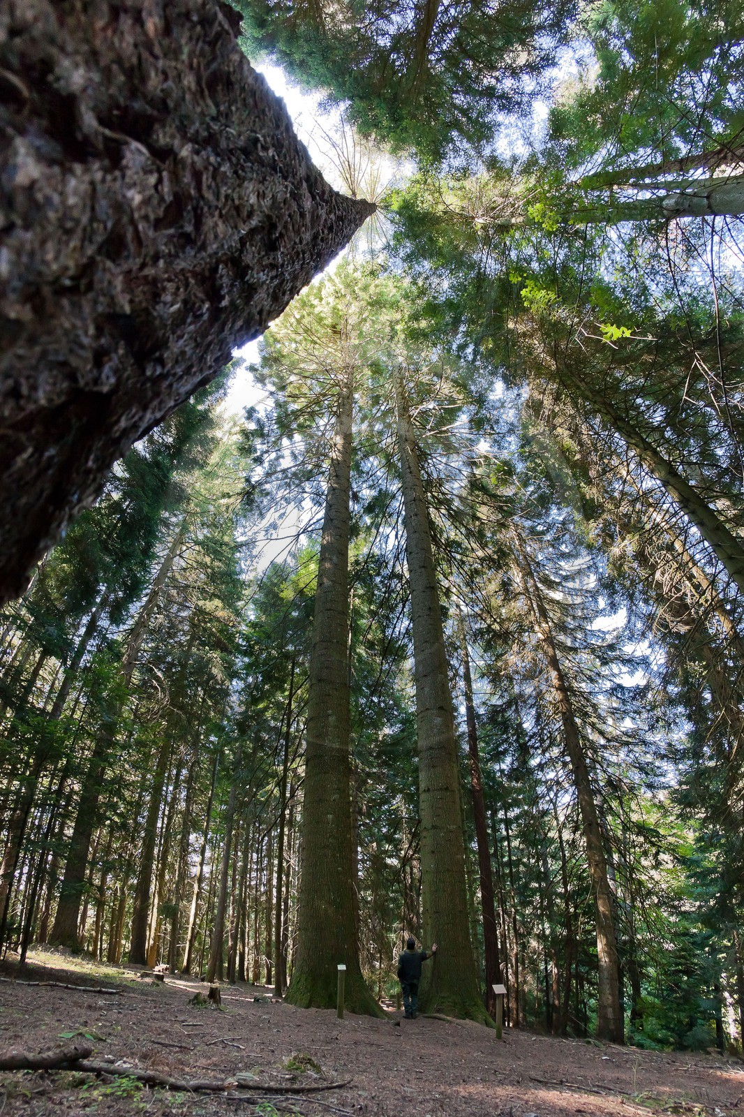 Parc national des Cévennes, forêt du Mont Aigoual, Les 2 géants de la Foux, Sapin de Vancouver, Abies Grandis