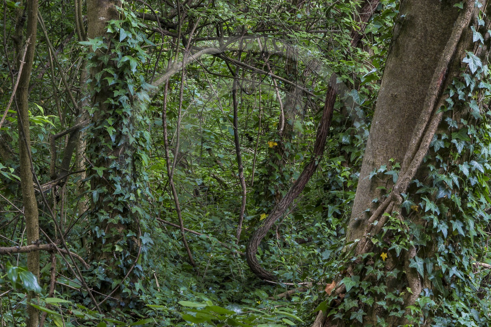 ENS de l'Isère, bois de la Bâtie