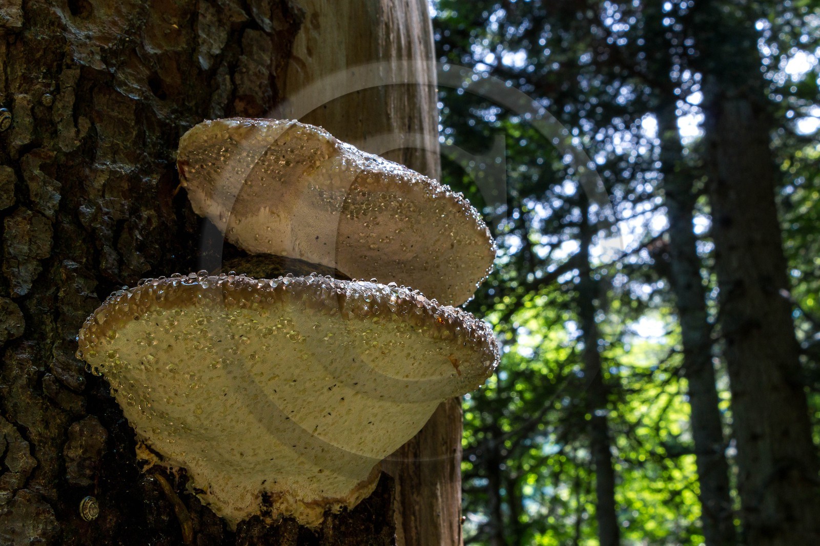 Bois du Chapitre, forêt domaniale de Gap-Chaudun