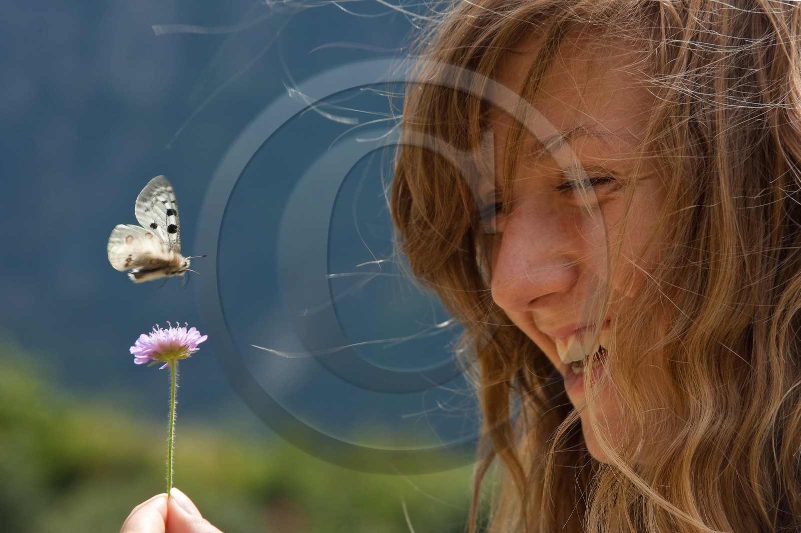 Papillon Apollon, Parnassius apollo