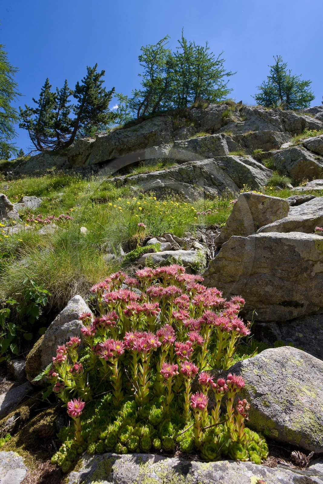 Joubarbe de montagne, Sempervivum montanum