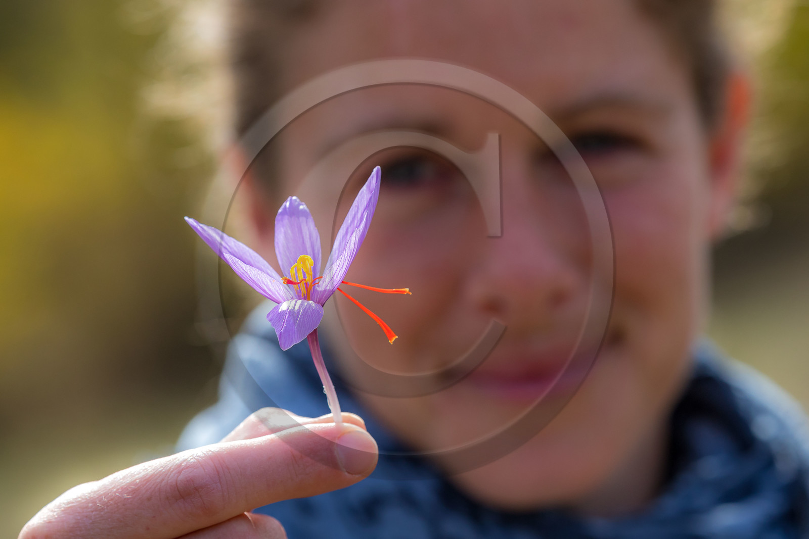 Melissa Bertrand-Pellisson,  safranière