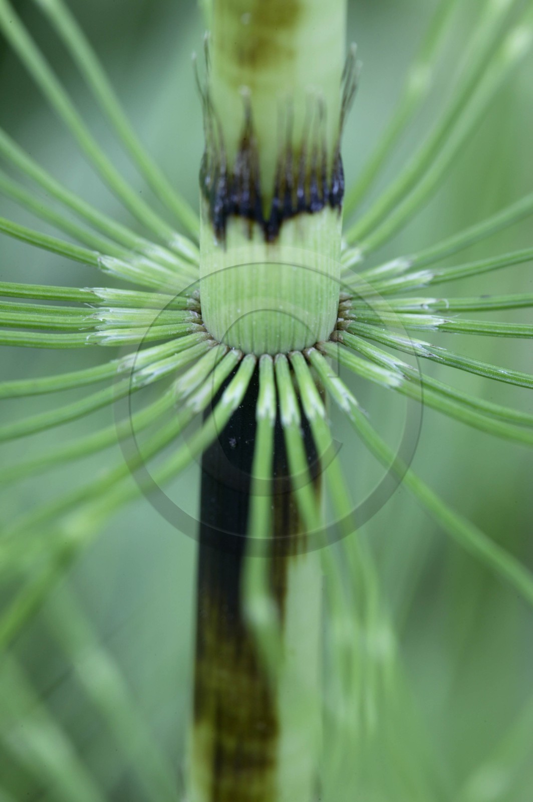 Prêle des champs, Equisetum arvense