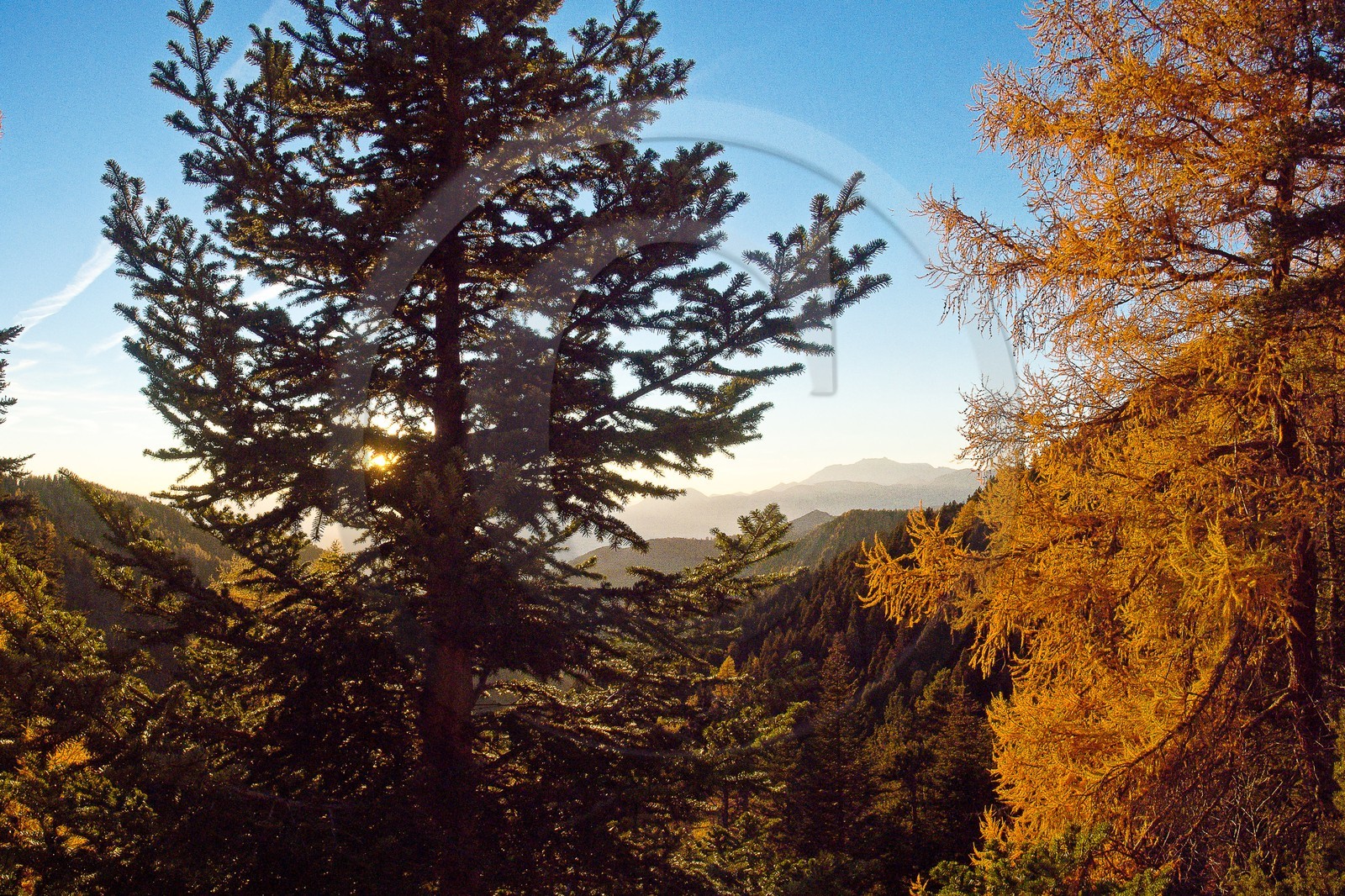 Forêt du Sapet