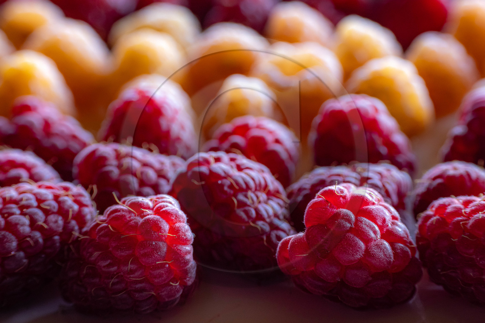 Ecrins de fruits, producteur de fruits rouges