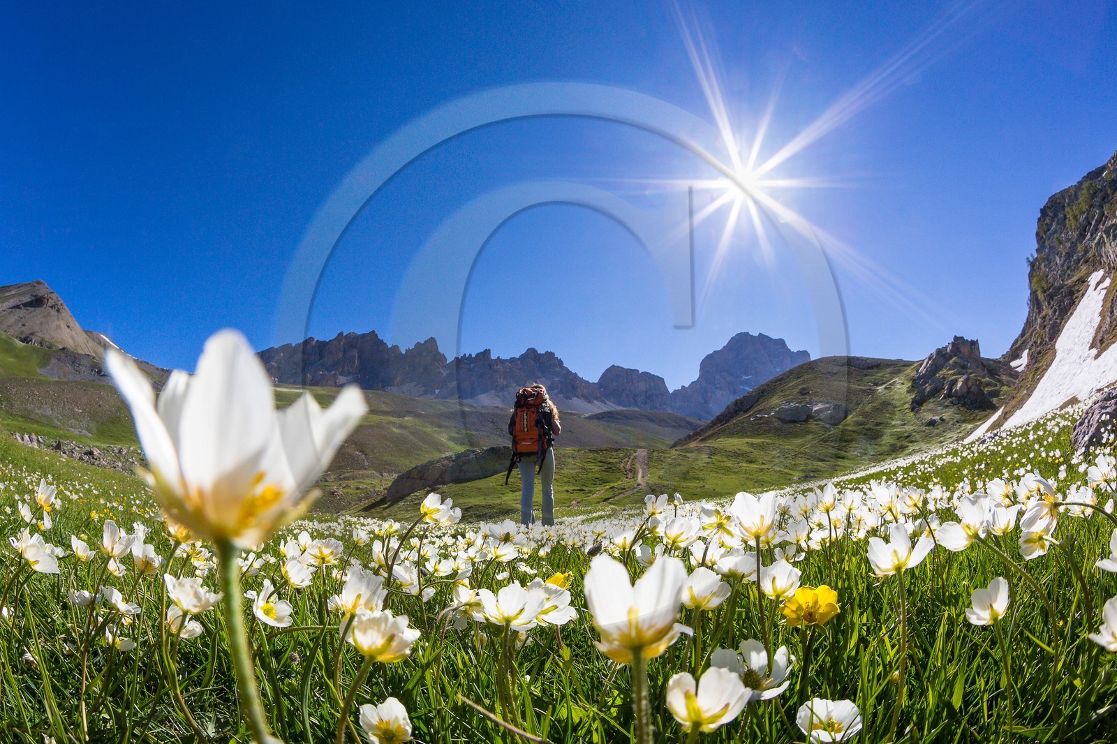 Vallon de l'Orrenaye, renoncule de kupfer, Ranunculus kuepferi