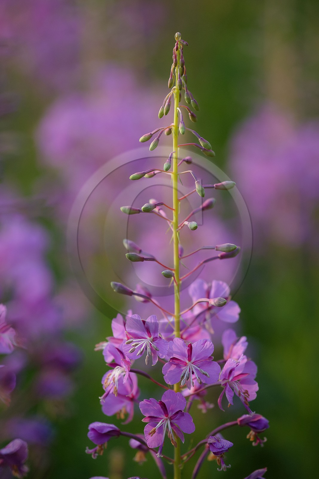 Épilobe en épi ou Laurier de Saint-Antoine, Chamerion angustifolium