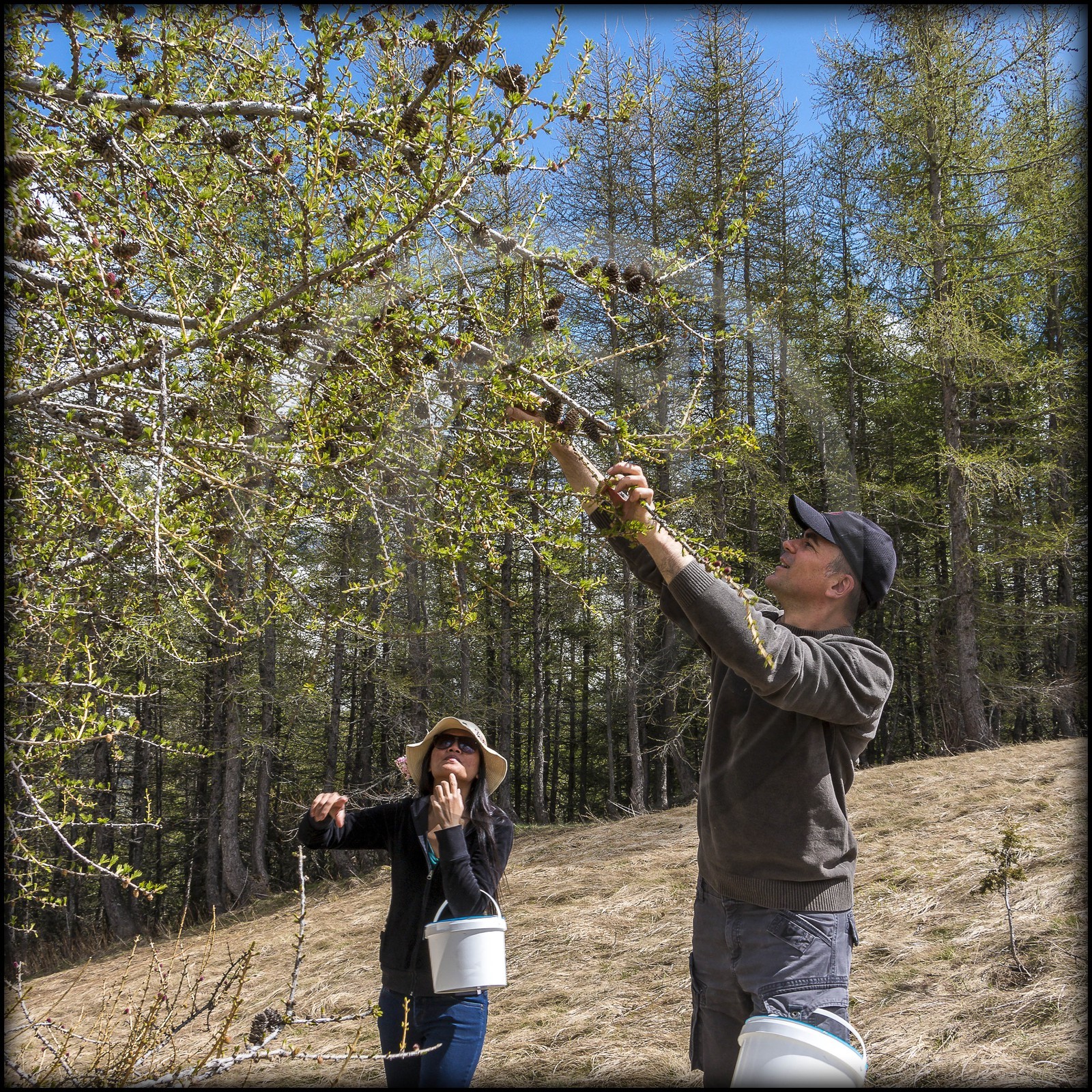 cueillette des fleurs de mélèze