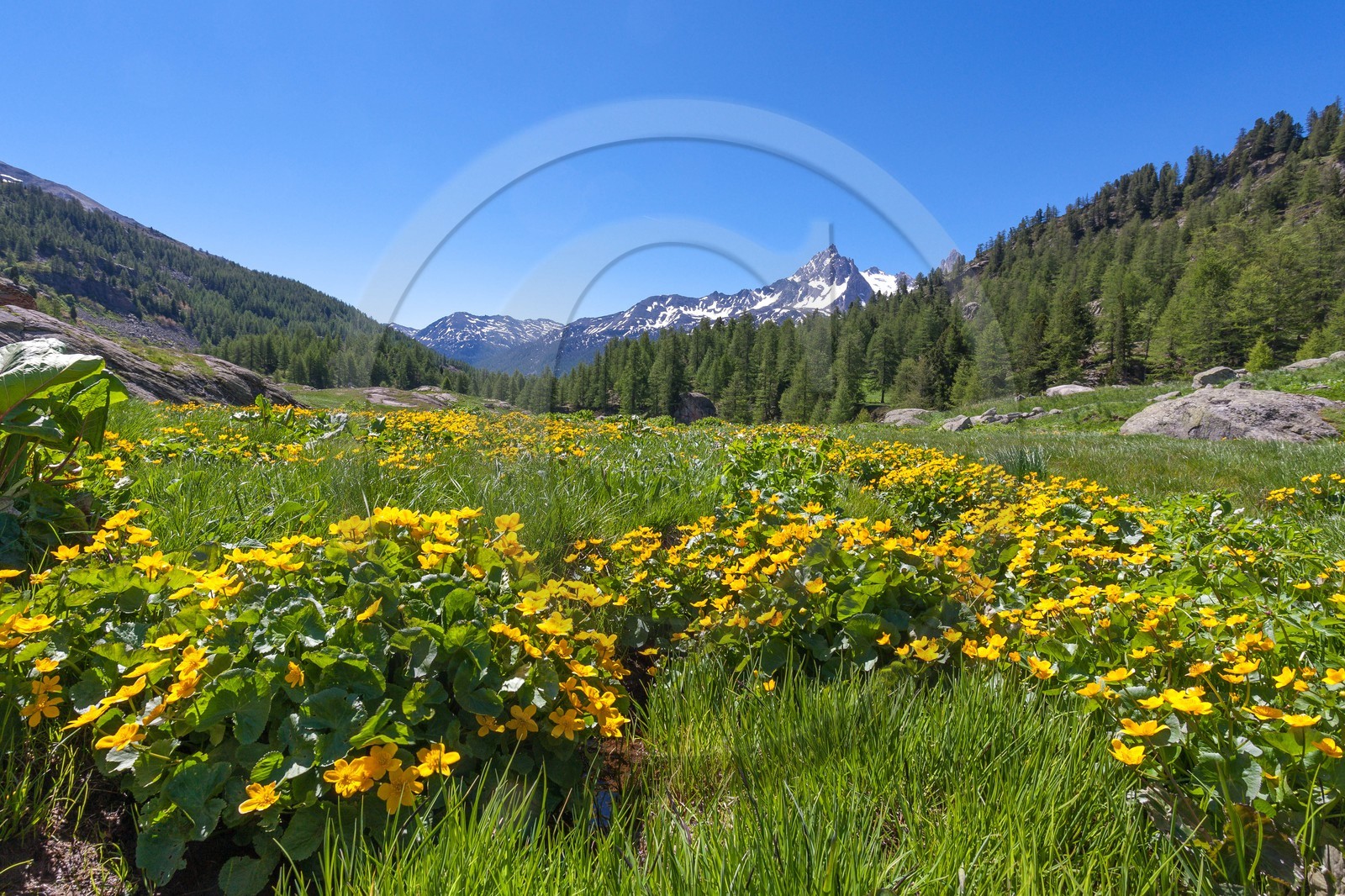 Populage des marais, Caltha palustris