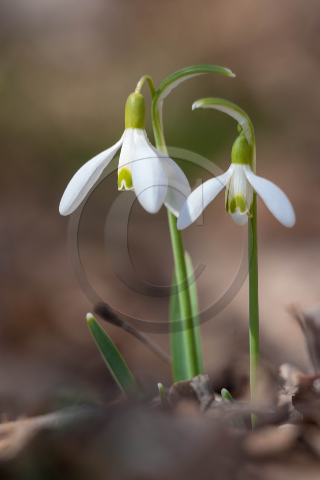Perce-neige, Galanthus nivalis