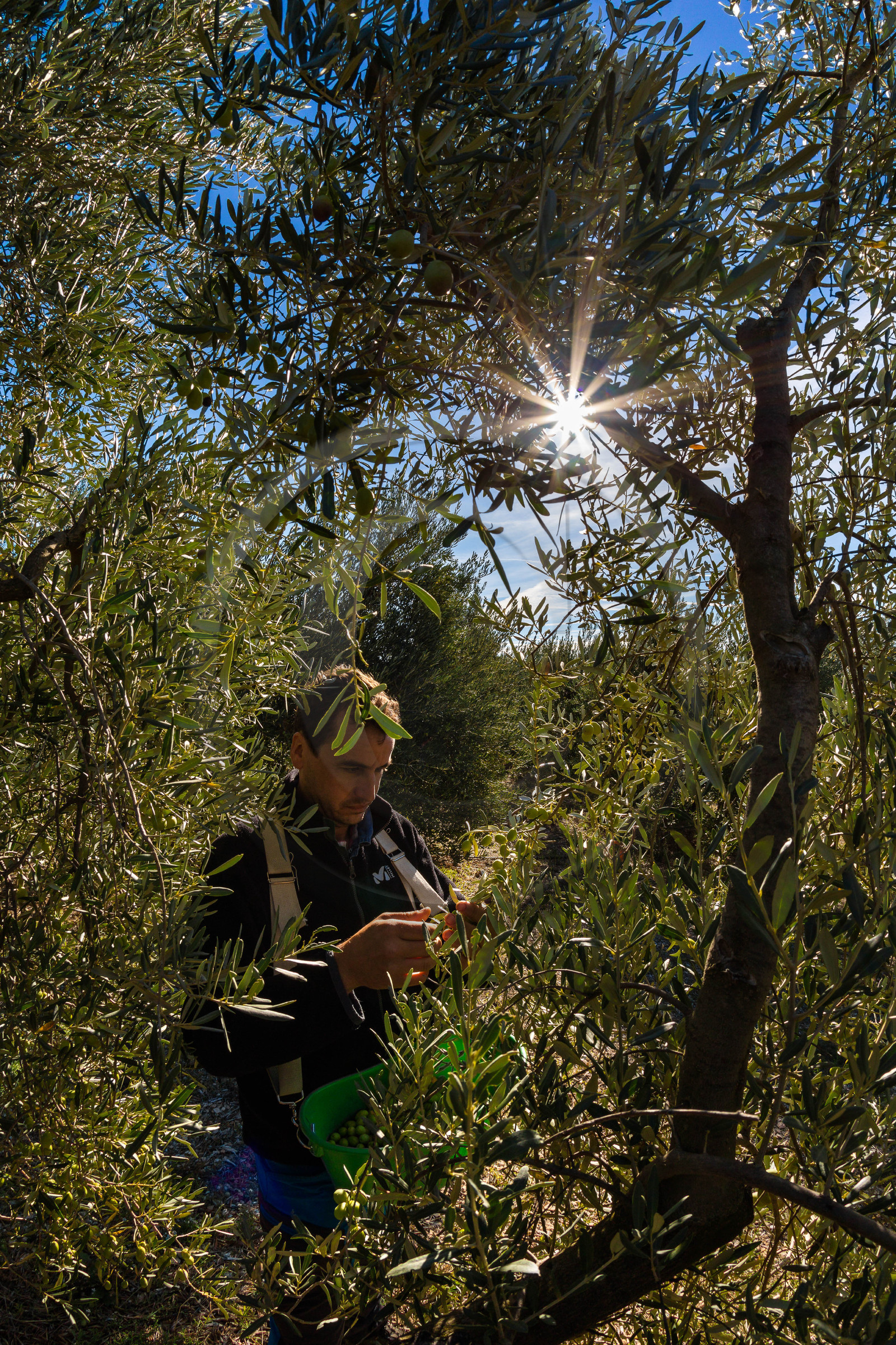 Le verger des Baux, Olivier Roman