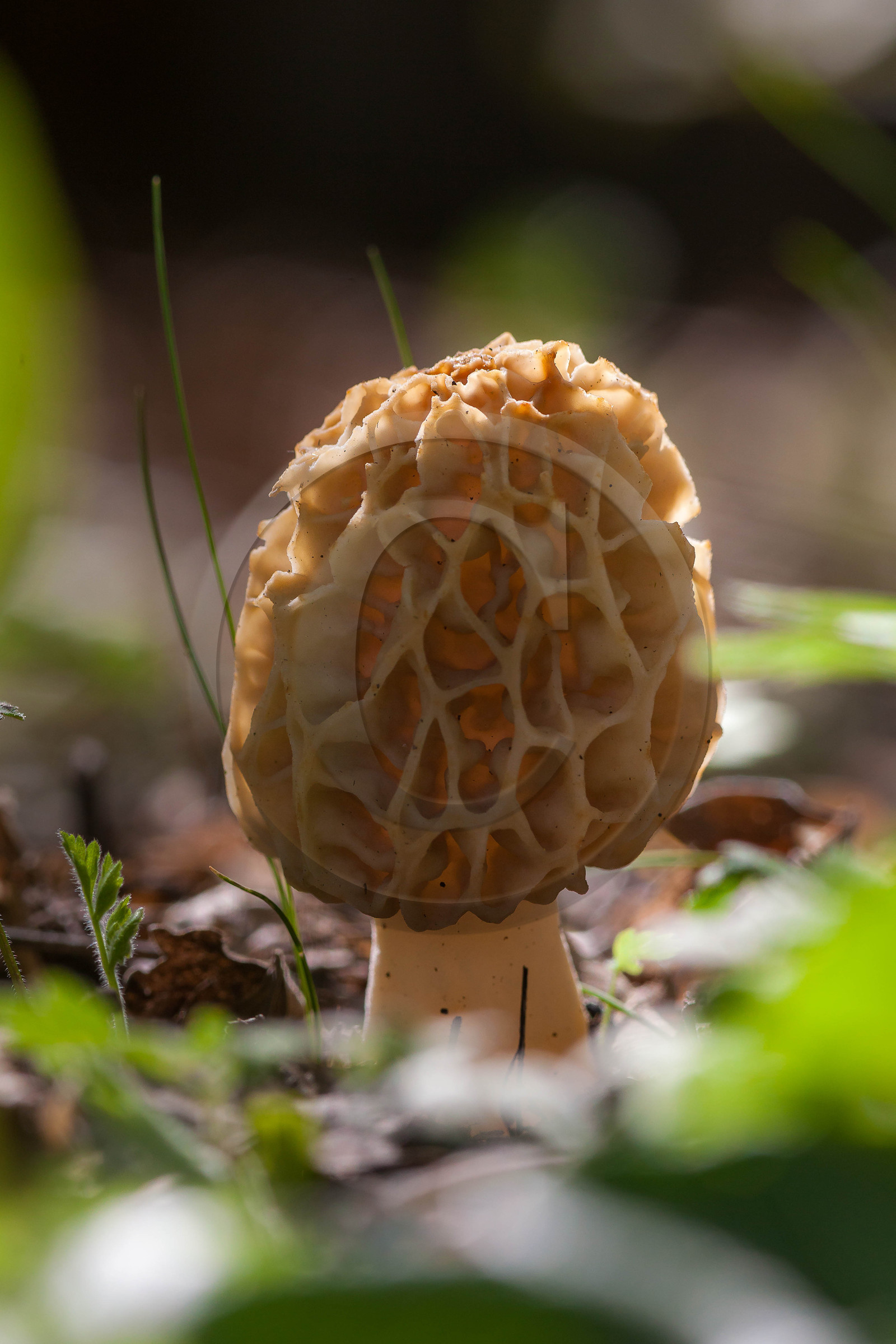 Morille, Morchella
