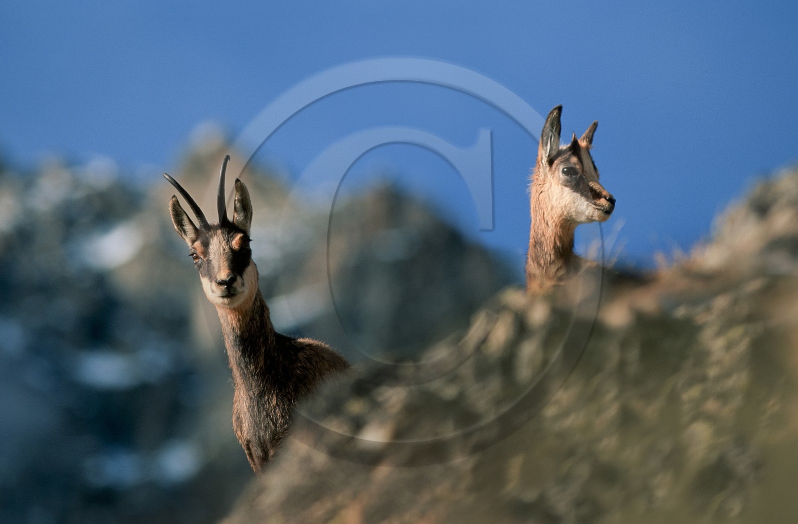 Chamois, Rupicapra rupicapra