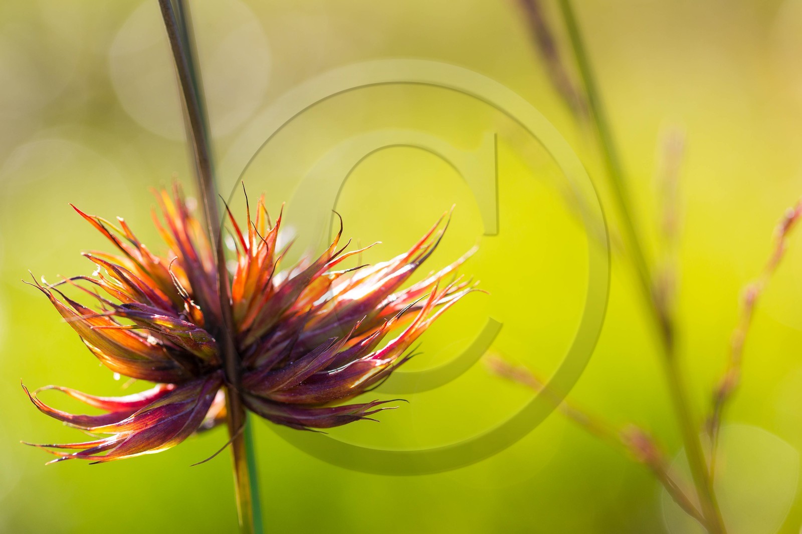 ENS de l'Isère, Tourbière des Planchettes