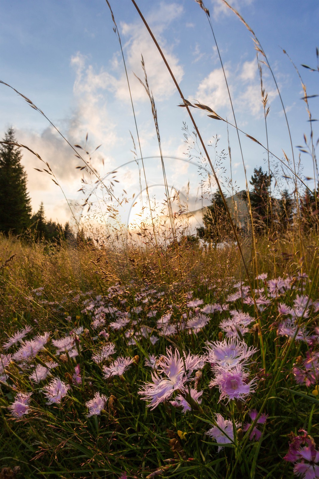 vallon de La Jarjatte, Col de Priau, oeillet de Montpellier (dianthus hyssopifolius)