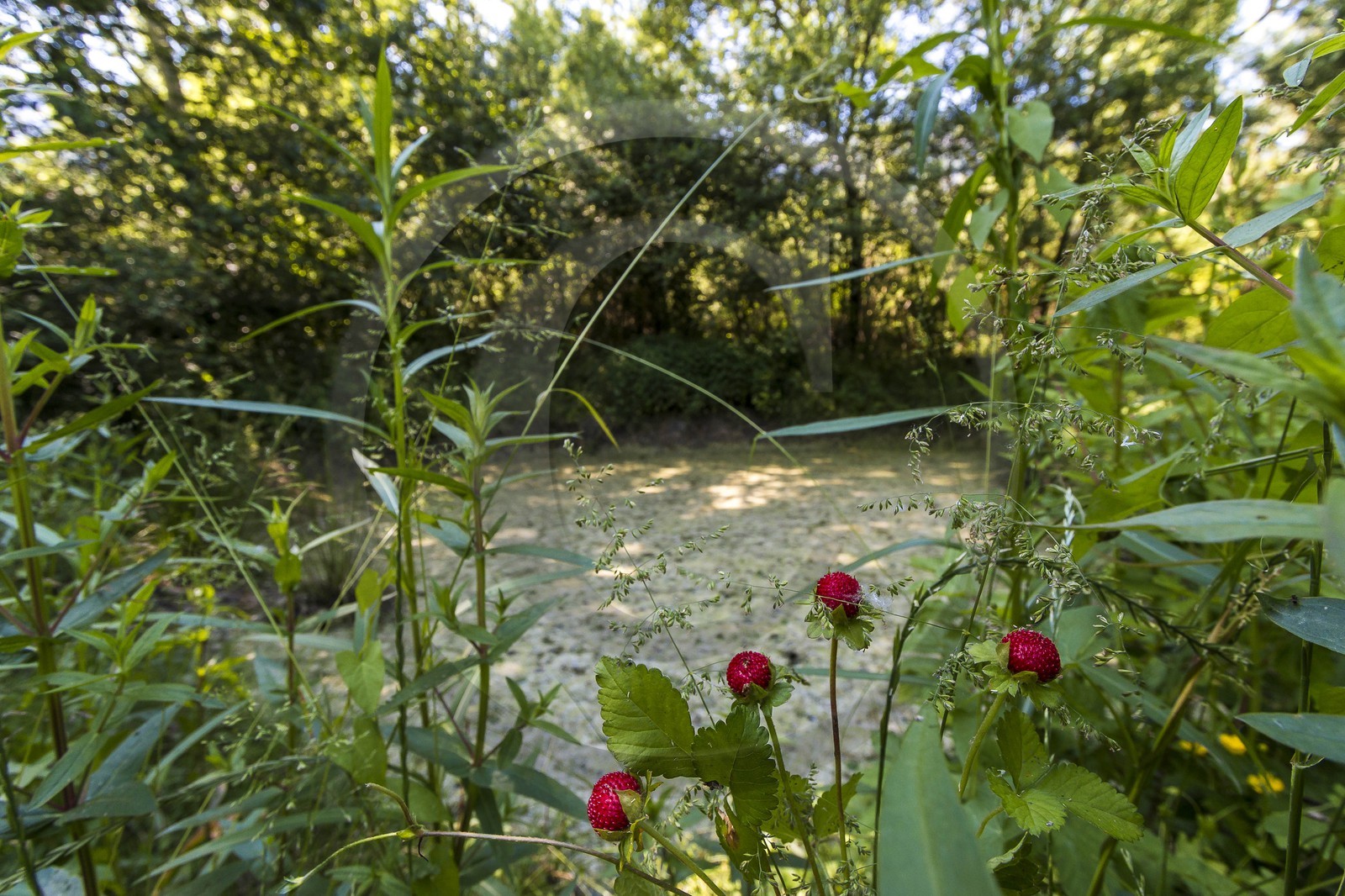 ENS de l'Isère, Marais de Montfort