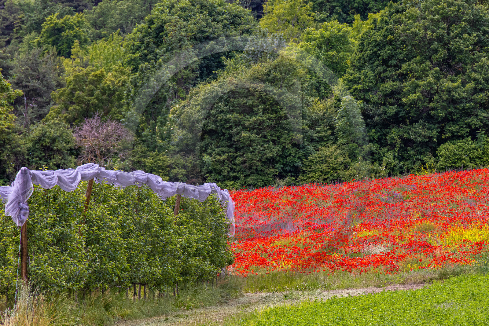 Faucon-du-Caire, arboriculture