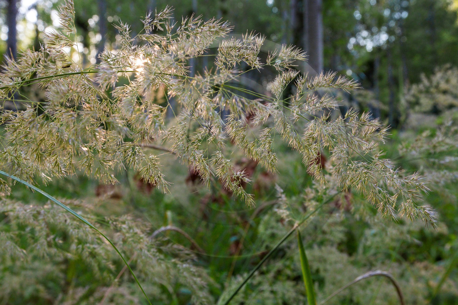 ENS de l'Isère, , le méandre des Oves