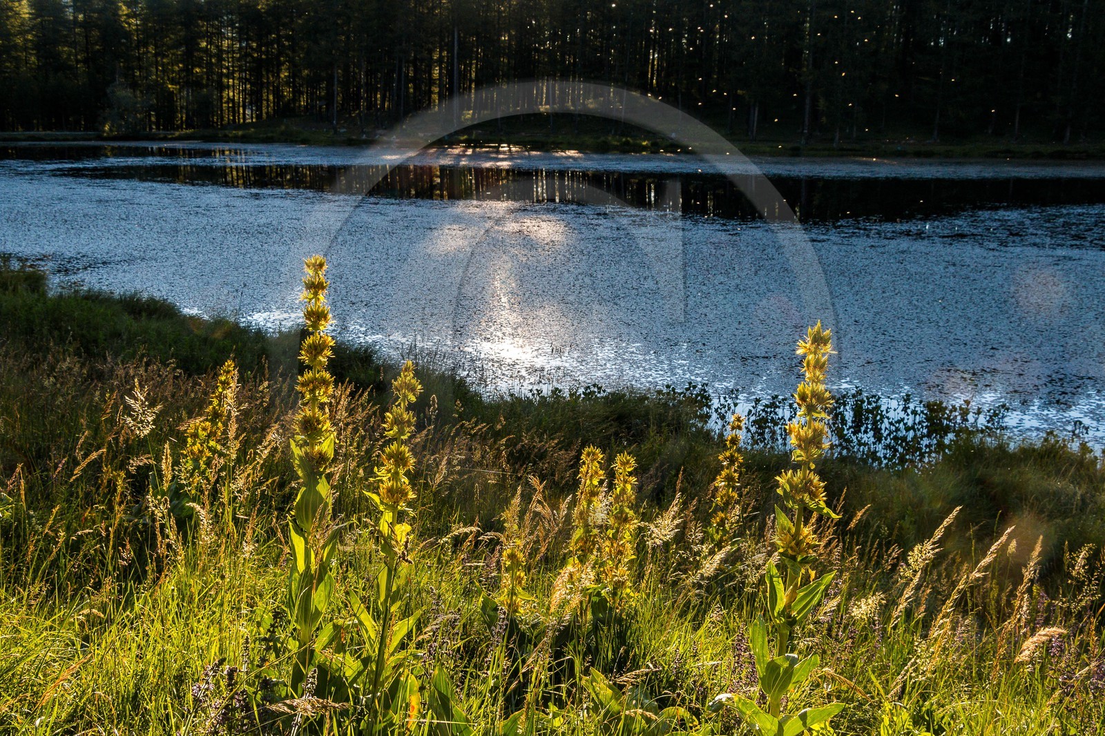 Parc naturel régional du Queyras, lac de Roue, gentiane jaune, Gentiana lutea