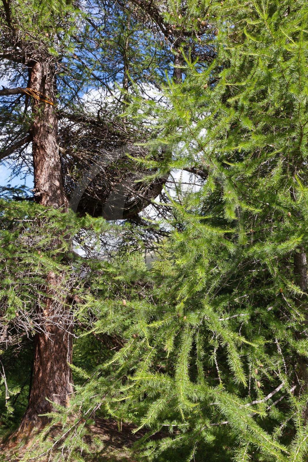 Patricia Meneses, SAN Val Varaita et Queyras