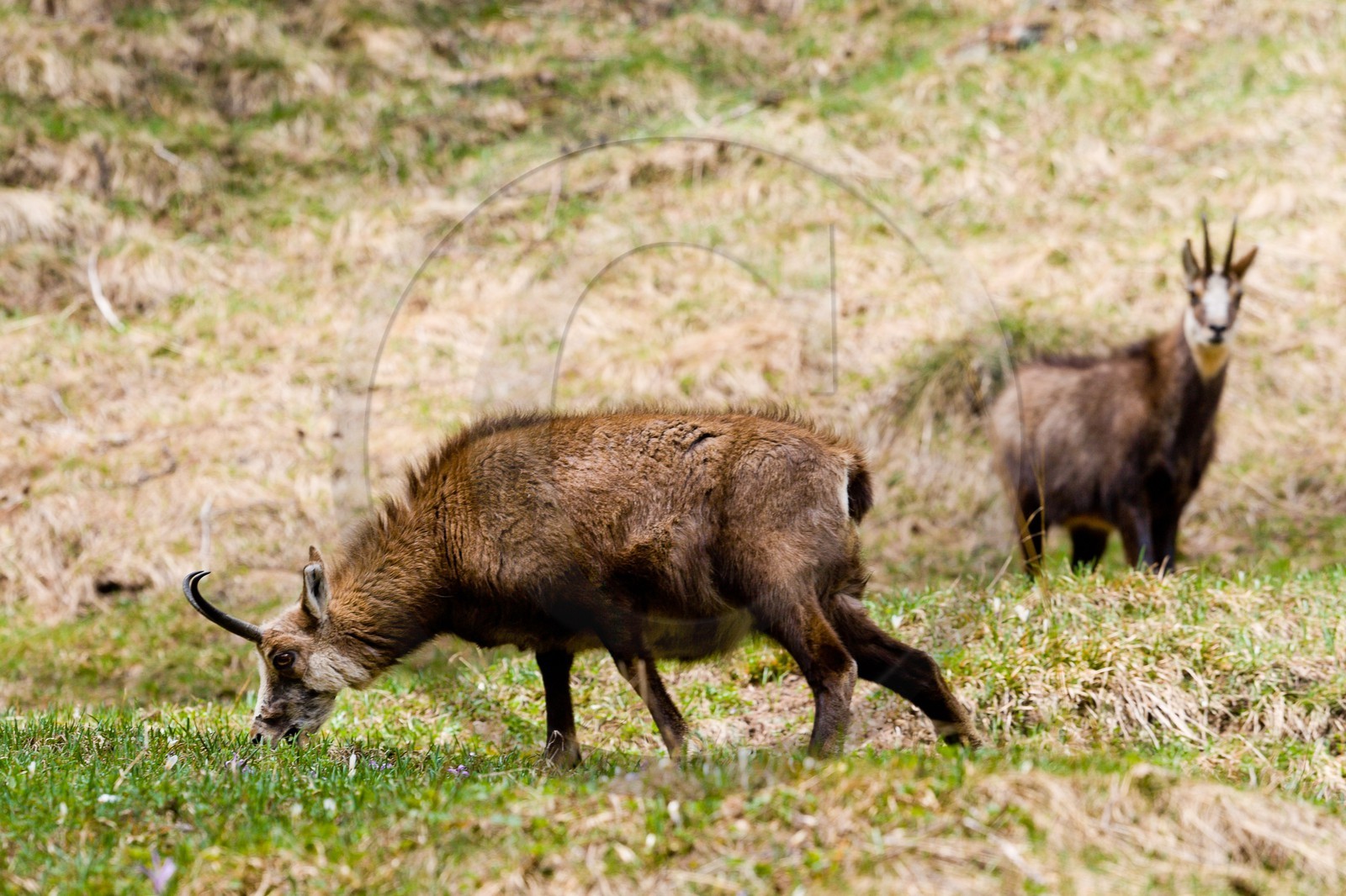 Chamois, Rupicapra rupicapra