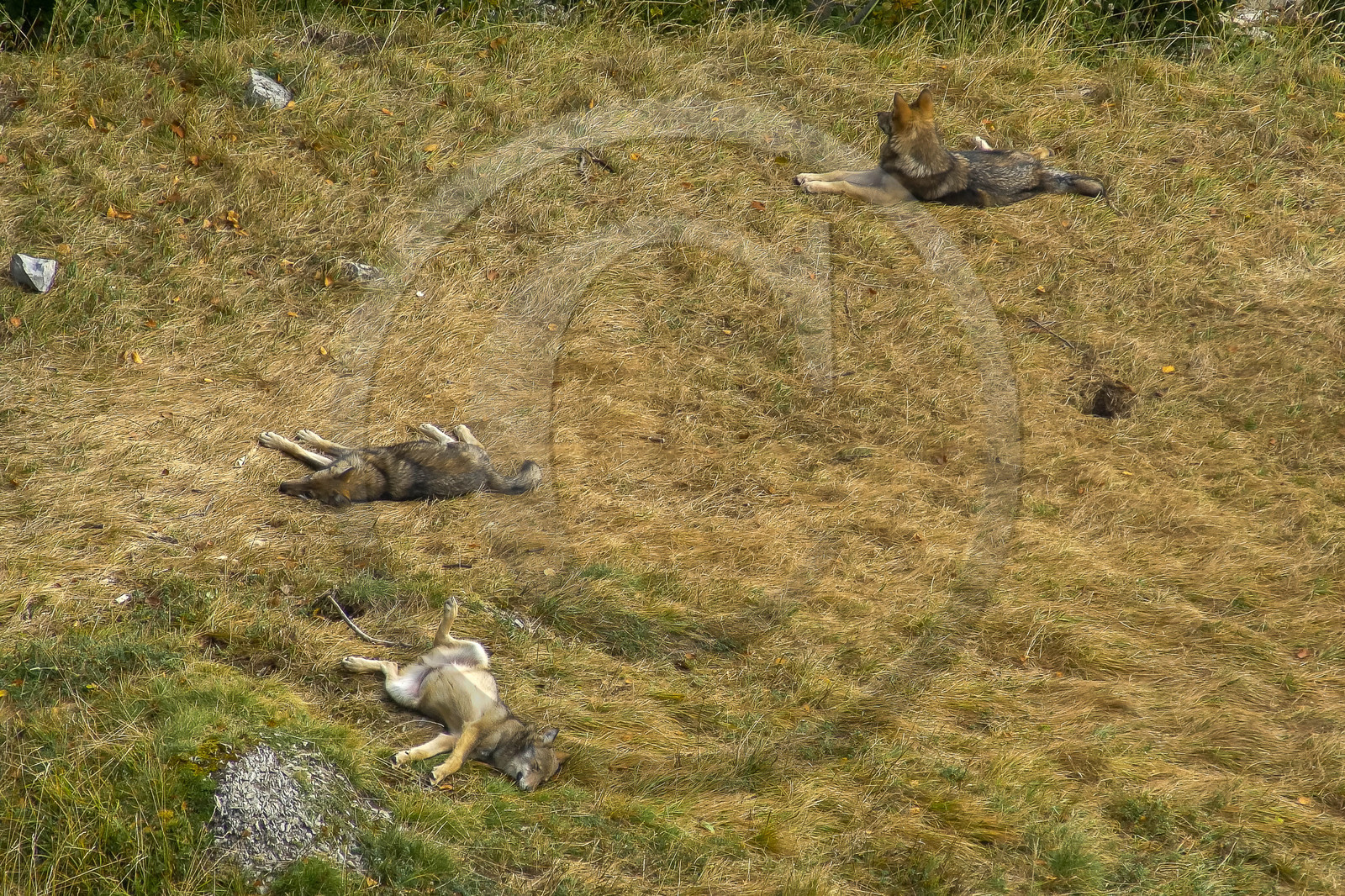 Film : La vallée des loups