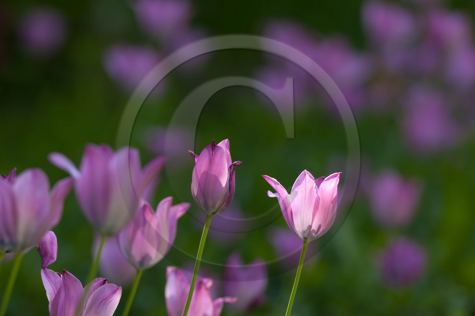 Tulipe de Guillestre, Tulipa platystigma