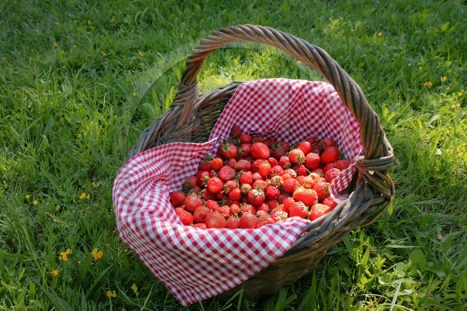 Auberge du Moulin, fraises du jardin