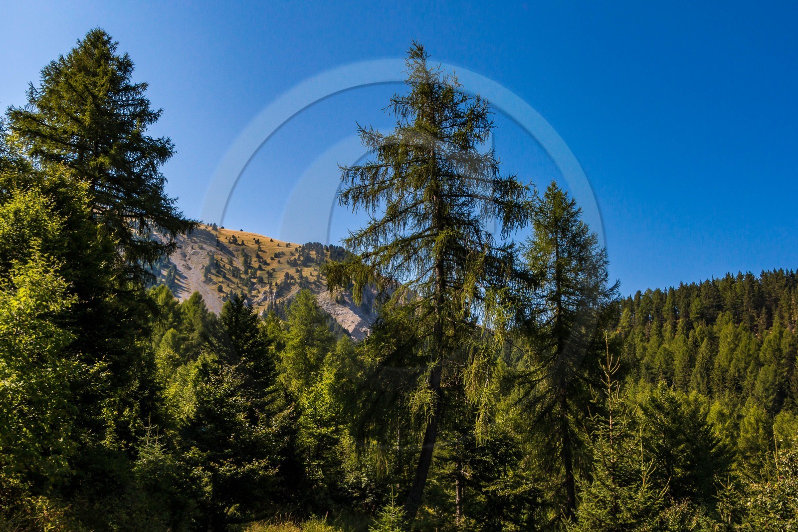Les Monges, forêt domaniale des Monges
