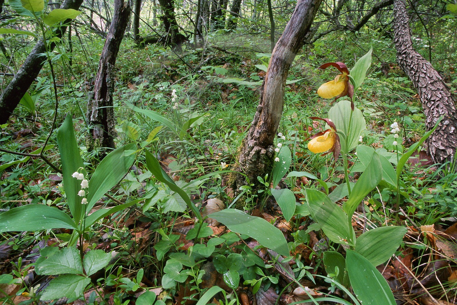 Sabot de Vénus, Cypripedium calceolus