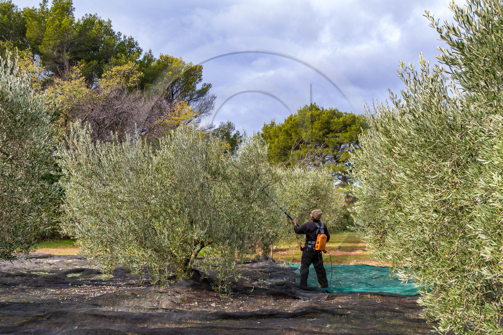 Le verger des Baux, Olivier Roman