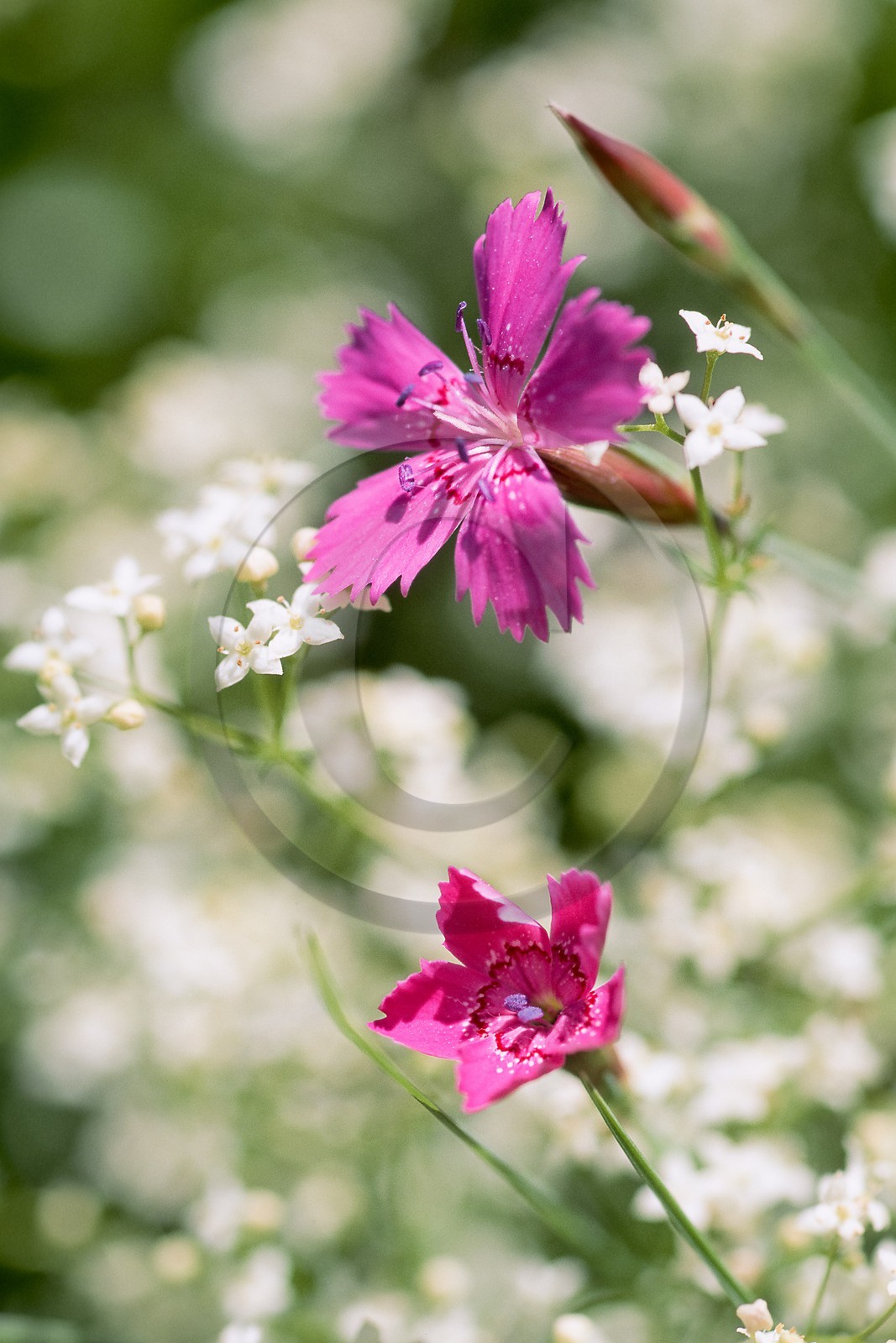 Oeillet deltoide, Dianthus deltoides